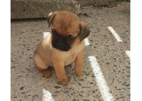 Pugs pups for sale