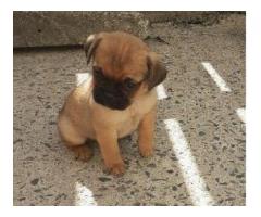 Pugs pups for sale