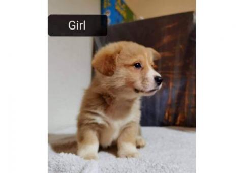 Kc Registered Pembrokeshire Corgi puppies