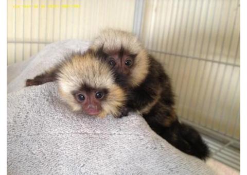 Little Sweet Marmoset Monkey