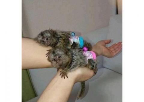 Marmoset Monkeys Ready Now