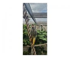 Squirrel Playful Monkeys for Sale