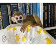 Baby Squirrel Monkeys Available