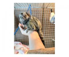 Paired Marmoset Monkeys With Walk-In Cage