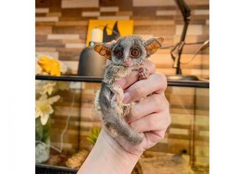 Galagos Bushbaby Pet For Sale