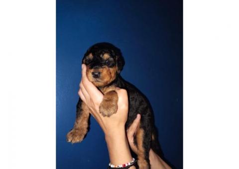 Airedale Terrier Puppies