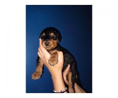 Airedale Terrier Puppies