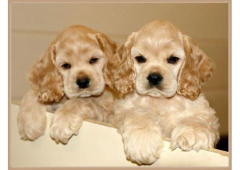 Cocker Spaniel Puppies