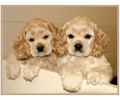Cocker Spaniel Puppies