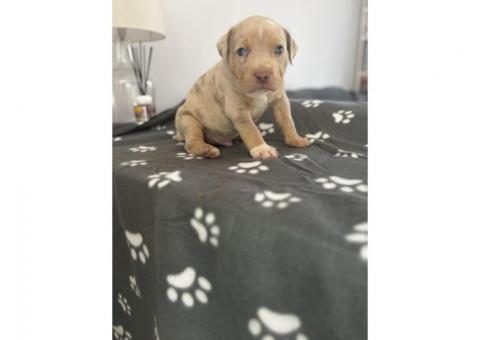 American Bully Puppies