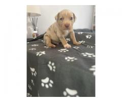 American Bully Puppies