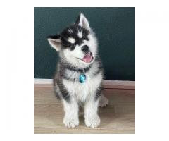 Alaskan Malamute Puppies