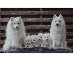 Japanese Spitz puppies
