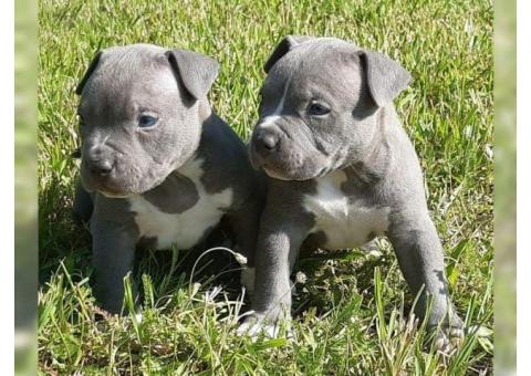 Pitbull puppies