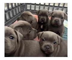 Staffordshire Bull Terrier