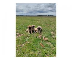 Anatolian Shepherd Puppies