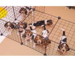 Basset Hound Puppies