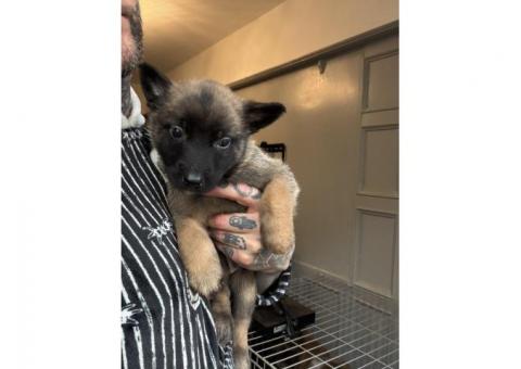 Belgian Shepherd Puppies