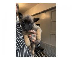 Belgian Shepherd Puppies