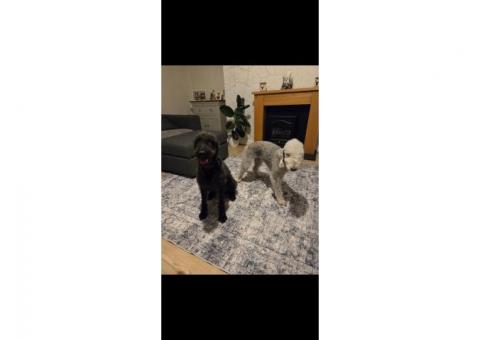 Bedlington Terrier Puppies