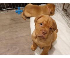Border Collie Puppies