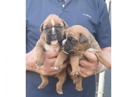 Boxer Puppies
