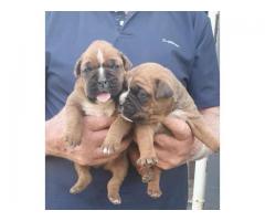 Boxer Puppies