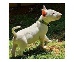 Bull Terrier Puppies