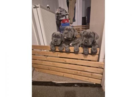 Cane Corso Puppies