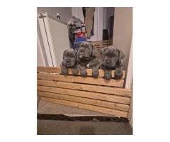Cane Corso Puppies