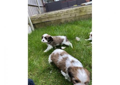 Cavachon Puppies