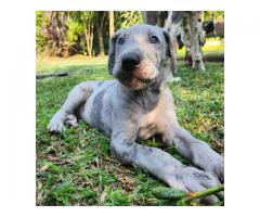 Great Dane Puppie