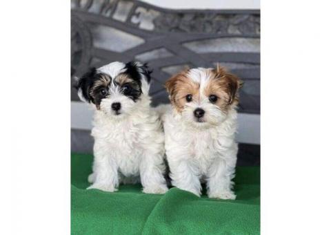 Havanese Puppies