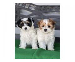 Havanese Puppies