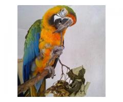 Pairs of Catalina Macaw Parrots