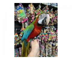 Pairs of Harlequin Macaw Parrots