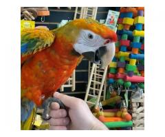 Pairs of Camelot Macaw Parrot