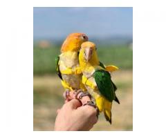 Pairs of Caique parrots