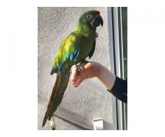 Pairs of Military Macaw Parrots