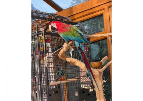 Pairs Green winged macaw Parrots