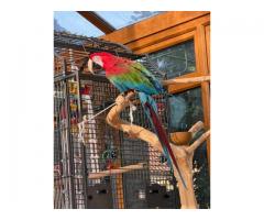Pairs Green winged macaw Parrots