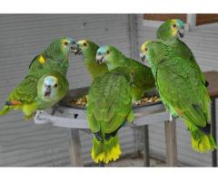 Get adorable Amazon parrots