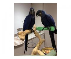 Cute Blue Hyacinth Parrots