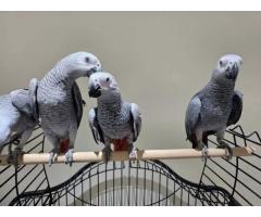 Talking African Grey Parrots birds