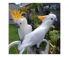 Umbrella Cockatoo Parrots