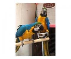 Talking Blue and Gold Macaw Parrots