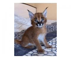 Caracal Kittens Available