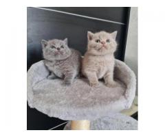 British shorthair kittens