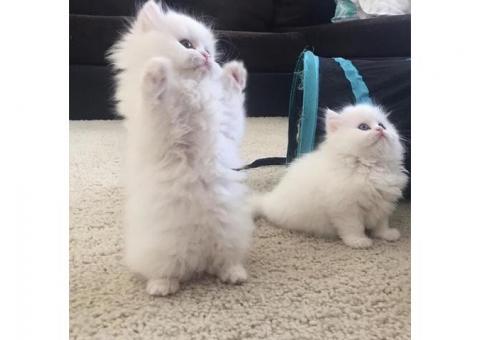 Persian kittens