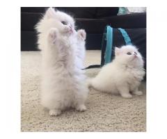 Persian kittens